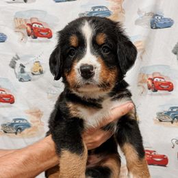 Sarge - Black rust and white male Bernese Mountain Dog puppy in Box Elder, South Dakota from Pleasant Lake Bernedoodles & BMDs