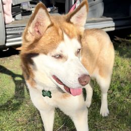 Oakley Rose - Siberian Husky