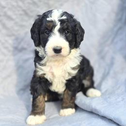 Camellia - Tri-color female Bernedoodle puppy in Shelton, Washington from NW Bernedoodles of Washington