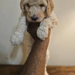 Luna(Pink Collar) - Cream female Poodle puppy in Columbia, South Carolina from Jones Poodles