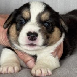 Girl 1 - Black and white female Cardigan Welsh Corgi puppy in Huntington Beach, California from Gingerbread