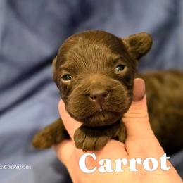 Carrot - Brown female Cockapoo puppy in Perry, Arkansas from Parker's Cockapoos