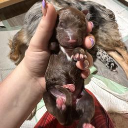 Australian Shepherd Puppies from North Central Aussies