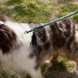 Rocky - Miniature American Shepherd