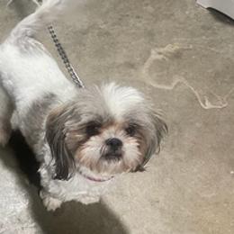 Shih Tzus from Castro Shih Tzu