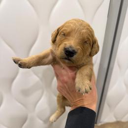 Teal Collar - Dark golden female Golden Retriever puppy in Turtlepoint, Pennsylvania from Allegheny River Retrievers