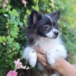 Eiko Minnie - Black parti female Pomeranian puppy in Tampa, Florida from Diana's Pomeranians