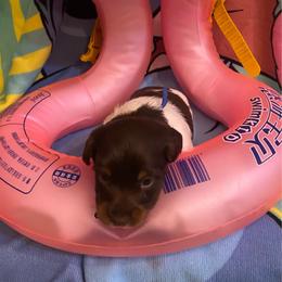MOCHA - Piebald male Dachshund puppy in Elizabethtown, Kentucky from Teeny Tiny Puppy Tails