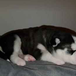 Siberian Husky Puppies from Xk siberians