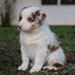 Australian Shepherd Puppies from Covenant View Farm Australian Shepherds
