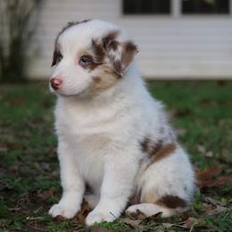 Australian Shepherd Puppies from Covenant View Farm Australian Shepherds