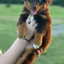 Rip - Red tri male Miniature Australian Shepherd puppy in Yantis, Texas from Marie Mini Aussies