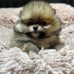 Barbie - Orange sable female Pomeranian puppy in Waterloo, Indiana from Garcias Pomeranian