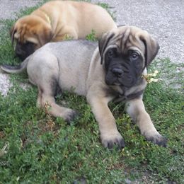 Bullmastiff Puppies from Showdown Kennels