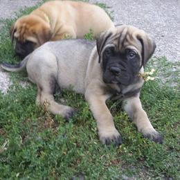 Bullmastiff Puppies from Showdown Kennels