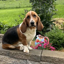 Billy - Basset Hound