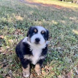 Australian Shepherd Puppies from Spicewood Mini Aussies