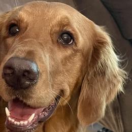 Dilute Retrievers, Golden Retrievers, and Labrador Retrievers from Whiskey Ridge Retrievers