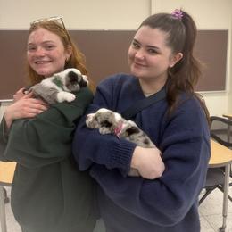 Cardigan Welsh Corgi Puppies from Squires Corgi Cottage