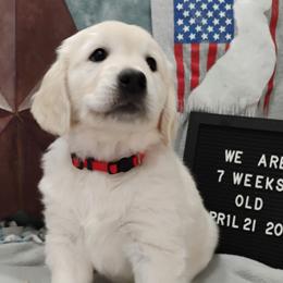 Red collar girl - Light golden female Golden Retriever puppy in Rochester, Washington from Grand Mound Goldens