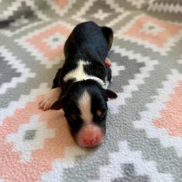 Magnolia - Black tri-color female Australian Shepherd puppy in Clover, South Carolina from Jo’s Aussies