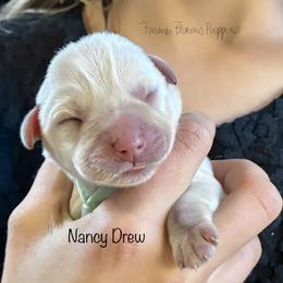 Nancy Drew - White female Miniature Schnauzer puppy in Sedalia, Missouri from Farmer Brown's Puppies