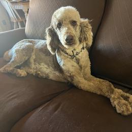 Willow - Poodle