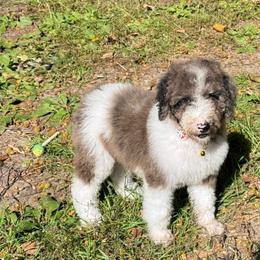 Nibbler - Blue merle female Bernedoodle puppy in Falmouth, Michigan from Dyer Lake Newfoundlands
