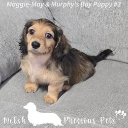 Puppy 3 from Birth order - Cream male Dachshund puppy in Anamosa, Iowa from Melsh Precious Pets