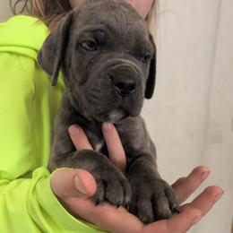 Red collar: Till - Gray brindle male Cane Corso puppy in Franktown, Colorado from Earth and Ship Cane Corso