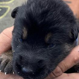 Boy 5 - Black and tan male German Shepherd puppy in Sharon Grove, Kentucky from Julie’s Shepherds