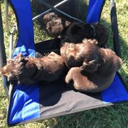 Boykin Spaniel Puppies from 3 & 20 Kennel