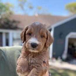 Piglet - Apricot female Goldendoodle puppy in Jacksonville, Florida from Dandelion Doodles