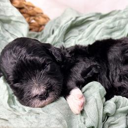 Skyler - Black and white female Portuguese Water Dog puppy in Asheville, North Carolina from Top Notch Portuguese Water Dogs