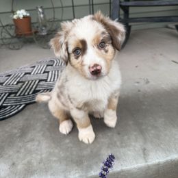 Cedar - Red merle male Miniature Australian Shepherd puppy in Hedgesville, West Virginia from Wishing Tree Minis