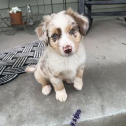 Cedar - Red merle male Miniature Australian Shepherd puppy in Hedgesville, West Virginia from Wishing Tree Minis