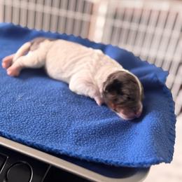 Boy 6 - male Australian Mountain Doodle puppy in Decatur, Illinois from Signature Doodles