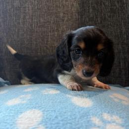 Taffy - Black and cream female Dachshund puppy in Temple, Texas from Brit’s Doxie Crossing