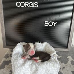 Derek Shepherd - Liver and white male Cardigan Welsh Corgi puppy in Westminster, Maryland from Serendipity Corgi's