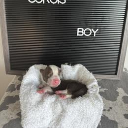 Derek Shepherd - Liver and white male Cardigan Welsh Corgi puppy in Westminster, Maryland from Serendipity Corgi's