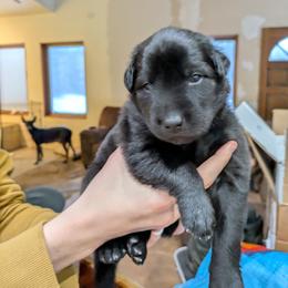 Girl 4 - Black female Xoloitzcuintli puppy in Tecumseh, Oklahoma from Junkyard Xolos
