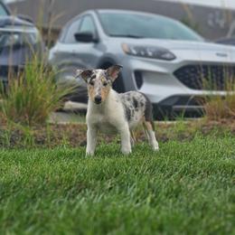 Jade - Blue merle white and tan female Collie puppy in Eldorado, Kansas from Prairie Creek