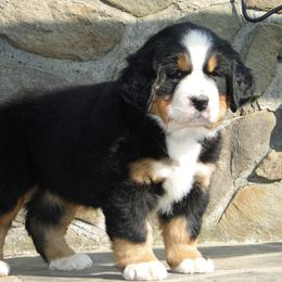 "Our breeding female: Monarda (FCI registered name Willow Bersaltyna) comes to us from Kennel Bersaltyna in Czech Republic." Bernese Mountain Dog Puppies from Grand Mesa Mountain Dogs