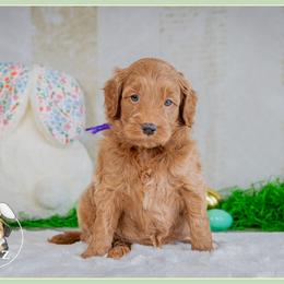 Magnolia - Red  female Goldendoodle puppy in Connersville, Indiana from Deaz Doodle Ranch