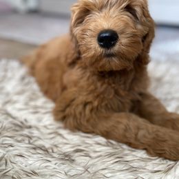 Goldendoodle Puppies from Whidbey Goldendoodles
