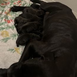 Cane Corso puppies from Jada's Cani Corsi