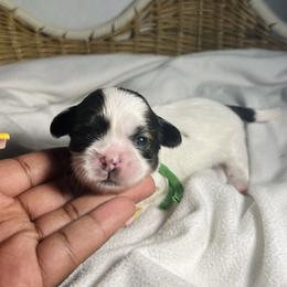 Clover - Brindle and white female Shih Tzu puppy in Lake City, South Carolina from Precious Lil Tzus
