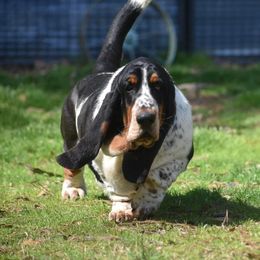 Boudreaux - Basset Hound