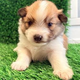 Atlas - Orange parti male Pomeranian puppy in Atlanta, Georgia from Merle Paws Pomeranians