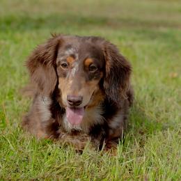 Dachshund puppies from Slinky Doxie 305